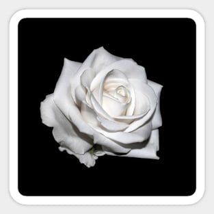 Single White Blooming Rose Sticker